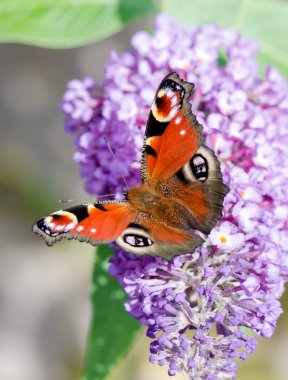 Buddleia çiçek Avrupa tavus kelebeği