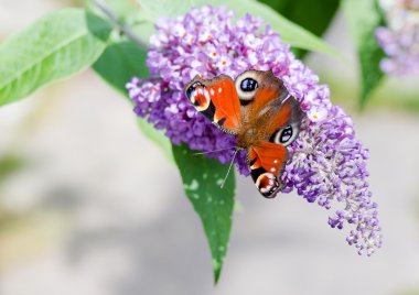 Buddleia çiçek Avrupa tavus kelebeği