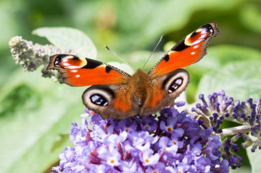 Buddleia çiçek Avrupa tavus kelebeği