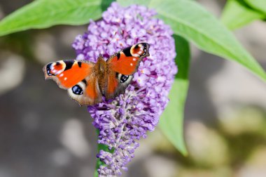 Buddleia çiçek Avrupa tavus kelebeği