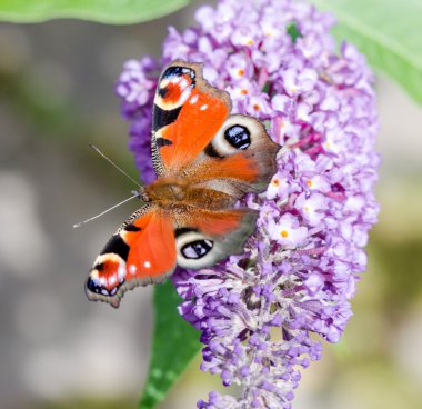 Buddleia çiçek Avrupa tavus kelebeği