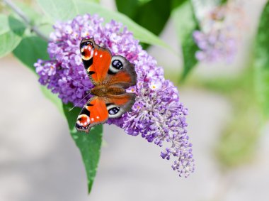 Buddleia çiçek Avrupa tavus kelebeği