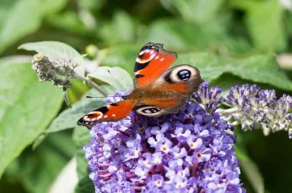 Buddleia çiçek Avrupa tavus kelebeği