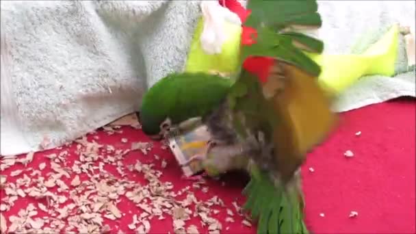 Green parrot playing with toys — Stock Video