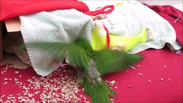 Zielona papuga bawi się zabawkami — Wideo stockowe