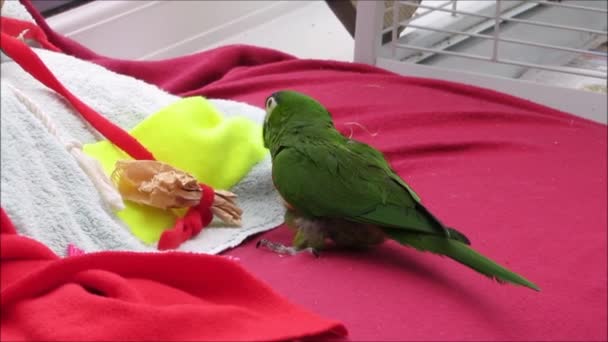 Green parrot playing with toys — Stock Video