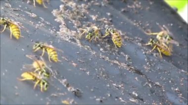 Yaban arıları Bahçe döken çatıda besleme