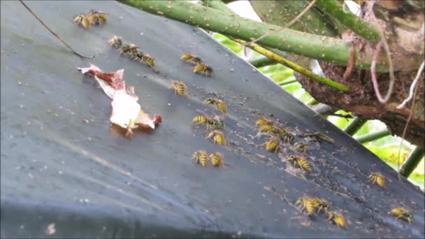 Wasps feeding on garden shed roof — Stock Video