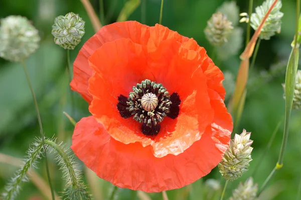 Close-up van Poppy bloem onder kanariezaad. — Stockfoto