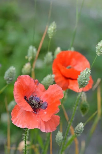 Field Poppies among canary grass. — Stock Photo, Image