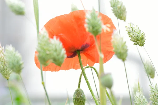 Mágikus mák virág meadow. — Stock Fotó