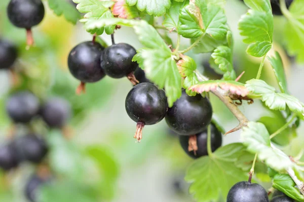 Připravena k vyzvednutí černých angrešt. — Stock fotografie