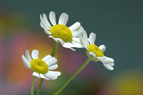 예쁜 화란 국화 꽃입니다. 약 나물. — 스톡 사진