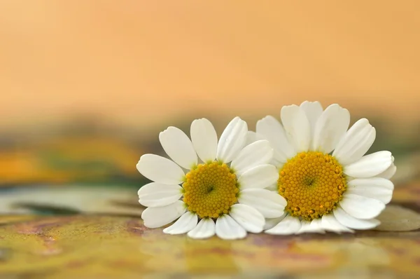 İki Feverfew çiçekler.