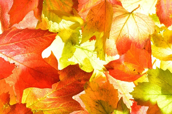 Otoño naranja dorado (otoño) hojas textura de fondo . —  Fotos de Stock