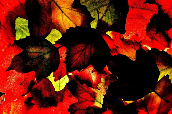 Otoño rojo y negro (otoño) deja textura de fondo . —  Fotos de Stock