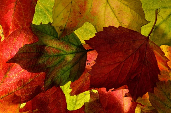 Background texture close up of autumn (fall) leaves. — Stock Photo, Image