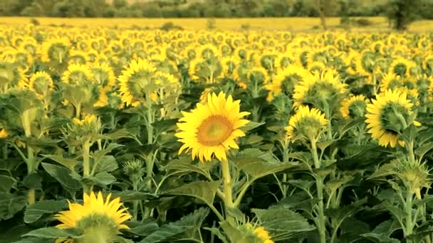 Einzigartiges Sonnenblumen-Identitätskonzept — Stockvideo