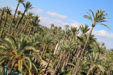 Orihuela 'daki el Palmeral dünyadaki en büyük tarihi palmiye bahçelerinden biridir. Ayrıca Elche' yi ziyaret etmenizi tavsiye ederim..