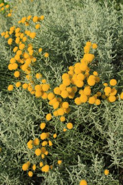 Sarı Çiçekkafalar ve Altın Yapraklar - Nuremberg belediye başkanlarının bahçesinde bulundu