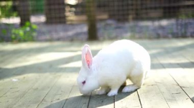 Sevimli pofuduk beyaz tavşan 