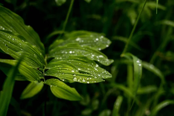 Gree crisp grass with due on them. Closeup — Foto Stock