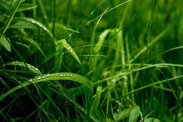 Gree crisp grass with due on them. Closeup — Stock Photo, Image