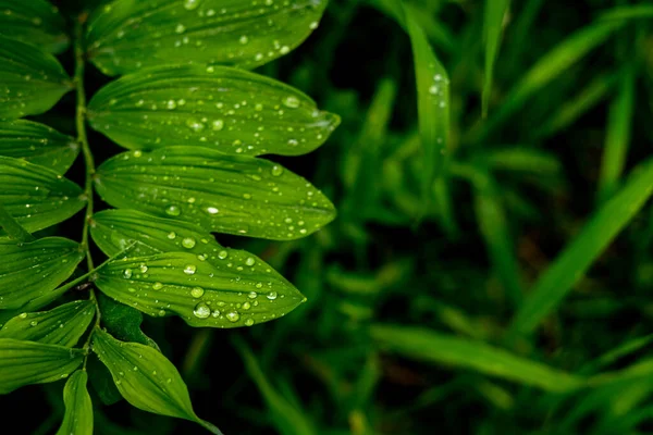 Gree crisp grass with due on them. Closeup — Foto Stock