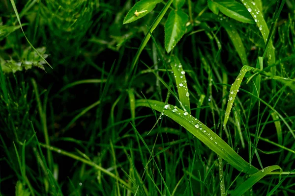 Gree crisp grass with due on them. Closeup — Fotografia de Stock