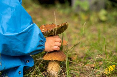 Boletus edulis mantarı. Cep ormanda büyüyor. Yüksek kalite fotoğraf