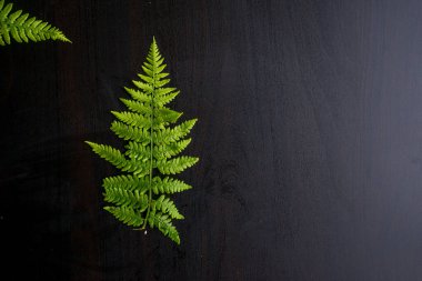 Gri arkaplanda yeşil eğreltiotu yaprakları ve kopyalama alanı. Yüksek kalite fotoğraf