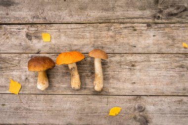 Taze boletus edulis mantarı, sprey demeti ve yosun tabakasında koniler..