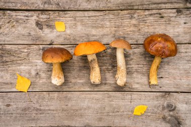 Taze boletus edulis mantarı, sprey demeti ve yosun tabakasında koniler..