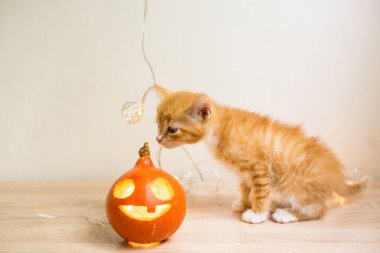 Turuncu bir Sibirya kedisi ve turuncu bir balkabağı ile sonbahar kutsanmış sahnesi