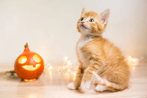 Outono cena consept com um gato siberiano laranja e abóbora laranja — Fotografia de Stock