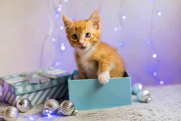 Gatinho Britânico Natal Ano Novo Gato Retrato Fundo Cores Estúdio — Fotografia de Stock