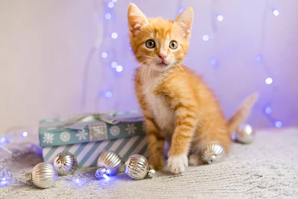 Gatinho Britânico Natal Ano Novo Gato Retrato Fundo Cores Estúdio — Fotografia de Stock