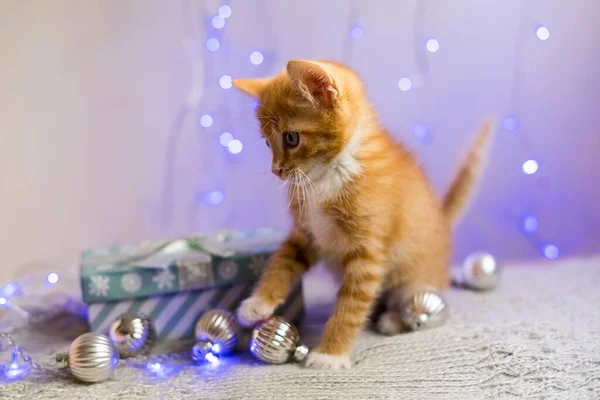 Gatinho Britânico Natal Ano Novo Gato Retrato Fundo Cores Estúdio — Fotografia de Stock