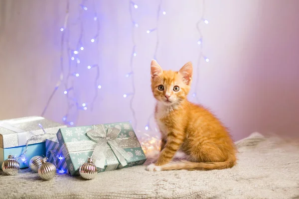 Gatinho Britânico Natal Ano Novo Gato Retrato Fundo Cores Estúdio — Fotografia de Stock