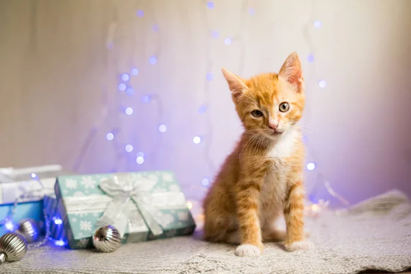 Gatinho Britânico Natal Ano Novo Gato Retrato Fundo Cores Estúdio — Fotografia de Stock