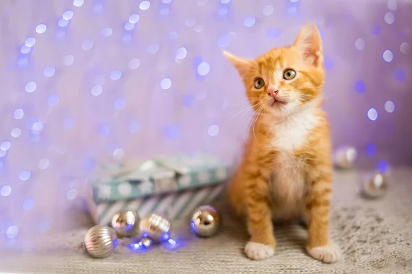 Gatinho Britânico Natal Ano Novo Gato Retrato Fundo Cores Estúdio — Fotografia de Stock