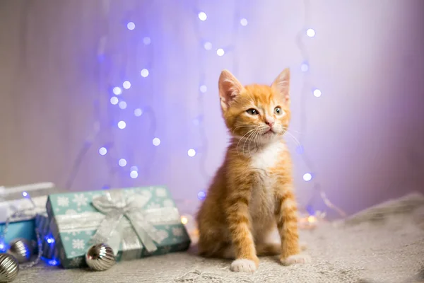 Gatinho Britânico Natal Ano Novo Gato Retrato Fundo Cores Estúdio — Fotografia de Stock