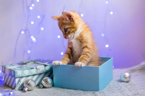 Gatinho Britânico Natal Ano Novo Gato Retrato Fundo Cores Estúdio — Fotografia de Stock