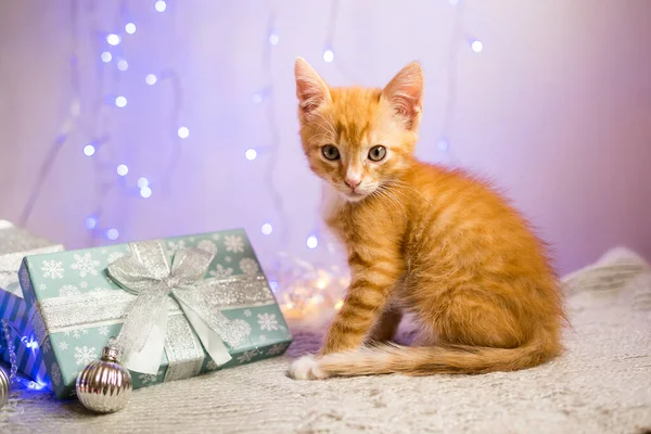 Gatinho Britânico Natal Ano Novo Gato Retrato Fundo Cores Estúdio — Fotografia de Stock