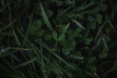 Koyu yeşil çimenler ve yapraklar