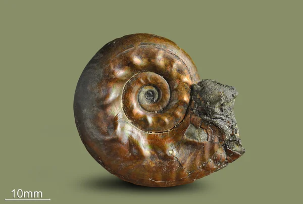 Ammonite - fossil mollusk. — Stock Photo, Image