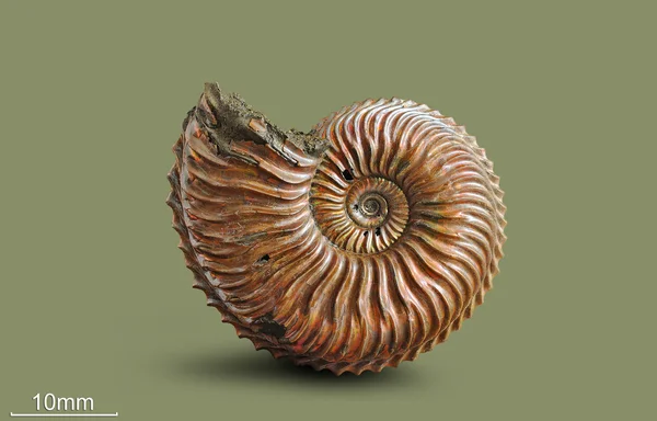 Ammonite - fossil mollusk. — Stock Photo, Image