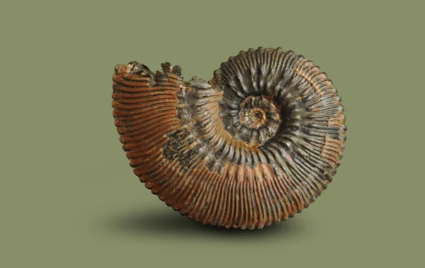 Аммониты - ископаемые моллюски . — стоковое фото