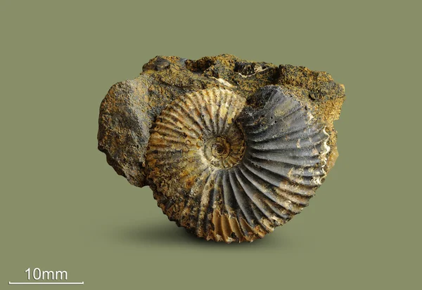Ammonit - fosil yumuşakça. Telifsiz Stok Imajlar