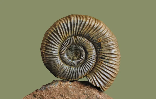 Ammonit - fosil yumuşakça. Stok Fotoğraf